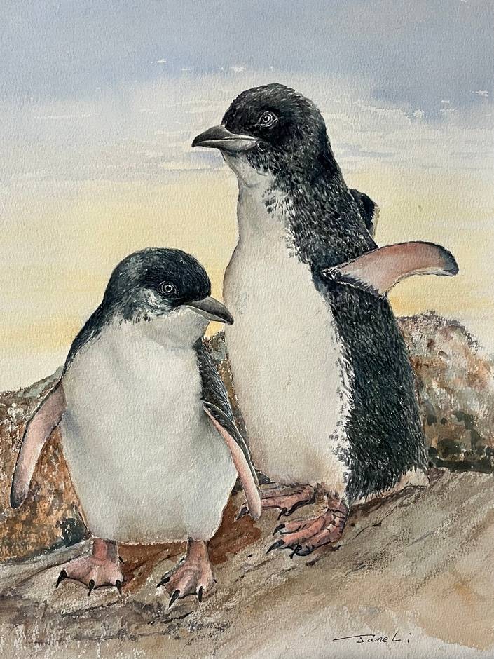 Fairy Penguins