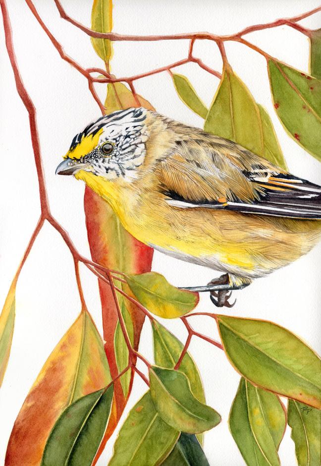 Spicks and Specks - Striated Pardalote